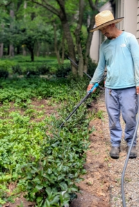 Here's Chhiring giving all the newly planted lilacs a thorough drink. We did get a lot of rain the night before, but we're expecting very hot and humid weather for the next few days. Check your plants - they can dry up so quickly in summer.