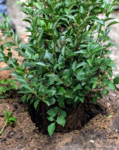 The planting depth for most lilac varieties is approximately two inches above the crown. This allows for any gradual settling of soil around the roots once watered.