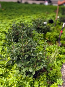 The lilacs look so pretty with the pachysandra. When choosing companion plants for pachysandra, consider bloom time, texture, and growth habits to complement the color and shape of the pachysandra.
