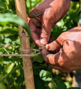I like to use natural jute twine. Every plant is checked and secured. It is a time consuming process, but very crucial to good plant growth and performance.