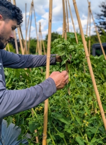 Norman is securing ties around the plants to keep the vines up and the tomatoes off the ground.