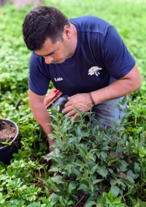 Arnold carefully backfills the lilacs and tamps the surrounding soil lightly for good contact.
