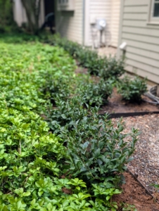 The plants will look nice as a border for the pachysandra and smell so sweet when in bloom.