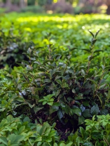 Little Darling® Lilacs will flower with large clusters of dark-purple buds and then open to classic lilac-hue blooms.