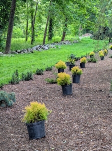 I worked with my head gardener, Ryan McCallister, to plan what specimens would make nice additions. These are potted Eastern red cedars.