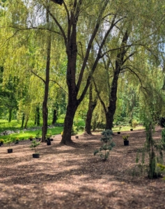 As gardens develop, it's important to watch what does well, note where plants are still needed, and then thoughtfully decide what should be added next.
