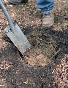 Norman uses the spade to cut through the soil and outline the hole which should be at least twice the size of the plant.