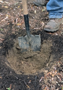 Then he uses the shovel to lift the soil out.
