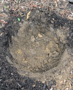 Now this hole and its surrounding soil are ready for a sprinkling of fertilizer.