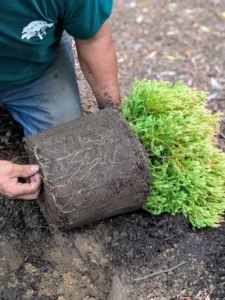 Norman removes the plant from its pot and teases the roots on the bottom. The root ball is in good condition, so this can easily be done with one's hand. Scarifying the roots helps with nutrient absorption by loosening them and allowing them to expand into the new soil.