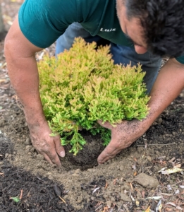 Norman places it in the hole and checks to be sure that it is planted at the right depth. It should be at the same level as it was in the pot.