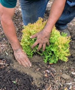 Finally, he backfills and tamps down lightly to create a good connection between the root ball and the existing soil.