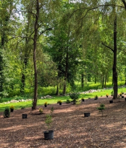 It takes a full day to get all the plants in, but they fill the areas nicely. When adding plants to any garden, always consider the planting environment, the plant's growth habit and space needs, and its light requirements.