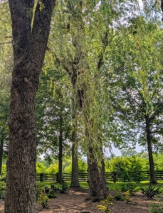 These weeping willow trees, which I planted here years ago, have done so well. Weeping willows are wide and tall with curtains of drooping branches that sweep the ground.