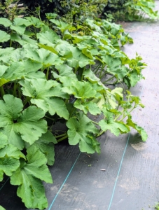 And all around the perimeter of the garden are the growing pumpkin vines. We'll have many pumpkins this season. And, to keep the area neat and tidy, I put down this landscape weed cloth. It works excellently.