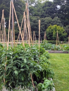 At the south end of my garden are my tomato plants. I use bamboo stakes to support the vining plants. they were put up just in time - the plants are growing so fast.