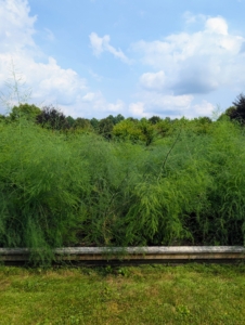 As for the asparagus, the last of the stalks have been harvested, but it's important to allow the fern-like foliage to grow through the remainder of the season. The foliage makes carbohydrates and sugars that get stored in the plant’s roots and crowns to help generate next year’s crop.