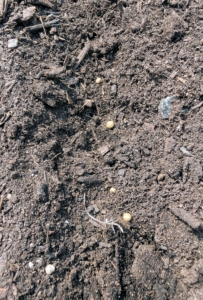 The seeds are planted a couple inches apart in the furrow. Cilantro isn't for everyone - some abhor it. Those who dislike cilantro tend to have a gene that detects the aldehyde part of cilantro as a soapy smell and taste. Do you like cilantro or hate it?