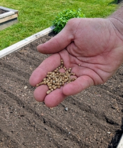 These are cilantro seeds. Cilantro and coriander are different terms for the same plant. Here in the US, cilantro is the leafy green part and stems, whereas coriander refers to the seeds.