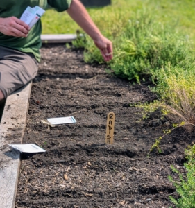And in this bed Ryan plants radishes. Have you ever tried radishes with butter and salt? Peppery, crispy radishes with butter and a pinch of flaky sea salt is a popular French snack.