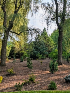 Everything thrives here in part because of the excellent soil which I amend often with nutrient rich compost and organic fertilizer. I am very proud of how it is developing. I'll be sure to share more photos of the pinetum as the newest trees and shrubs grow.