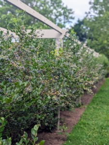 My blueberry bushes are laden with delicious fruits - they've never been so full. My blueberries are all from these bushes located between my flower garden and large Equipment Barn, next to a stand of quince trees.