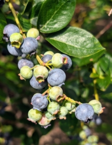 And do you know... blueberries are among the most popular berries for eating? Here in the United States, they are second only to strawberries. There are two types of blueberries, highbush and lowbush. Highbush blueberries are the types you commonly find at grocery stores and farmers’ markets. Lowbush blueberries are smaller, sweeter blueberries often used for making juices, jams, and baked goods.