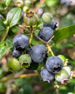 And blueberries don’t actually reach their full flavor until a few days after they turn blue, so a tip to know which ones are the best – tickle the bunches lightly, and only the truly ripe ones will fall into your hand.