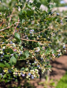 Blueberries are pale greenish at first, and then reddish-purple and finally dark purple-blue when ripe for picking.