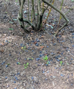 Many blueberries also fall to the ground. All those picked are carefully inspected – only the best are saved. The rest are enjoyed by the birds.