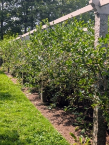 Standard blueberry bushes grow about six to 10-feet tall. New shoots grow from the crown under the soil.