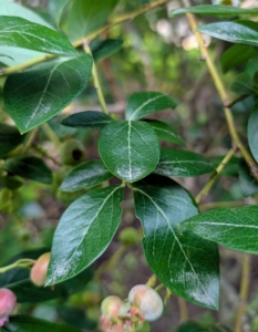 Blueberry bushes have glossy leaves that are green or bluish-green from spring through summer. The leaves are ovate, in an irregular oval or slightly egg shape that is wider at the bottom than the top. Blueberry leaves can also be harvested and dried for teas.