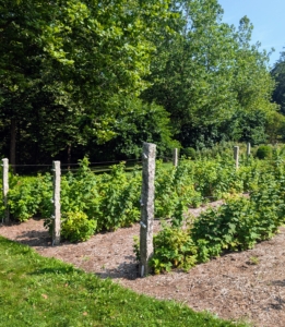 Not far from the blueberries is my raspberry patch. I have several rows of raspberry bushes. Summer-bearing raspberry bushes produce one crop each season that lasts about one month.