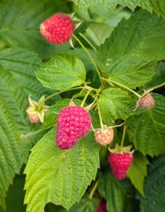 These are red raspberries. These must be picked and handled very carefully as they are very delicate.