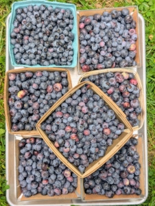 These boxes were all picked in under an hour. Blueberries produce from early summer through late fall – we will pick lots and lots of berries before the end of the season.