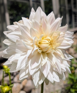 They produce an abundance of wonderful flowers throughout early summer and again in late summer until the first frost.