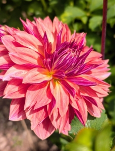 Every day I'm home, I make it a point to tour my farm several times to see how the gardens are doing. This time of year, when it's hot and dry, it's important to make sure everything gets watered, weeded, and maintained properly.