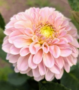 Dahlias are popularly grown for their long-lasting cut flowers. From the side, many dahlia petals grow all around the flower head giving it a very full appearance.
