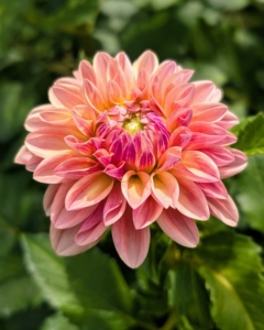 And they thrive in rich, well-drained soil with a pH level of 6.5 to 7.0 and slightly acidic.