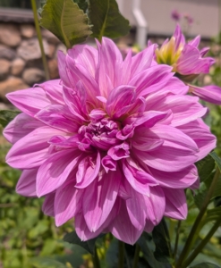 And to prevent wilting, when cutting do so only in the early morning or late afternoon. And only cut them after they open to mature size – dahlias will not open after cutting.
