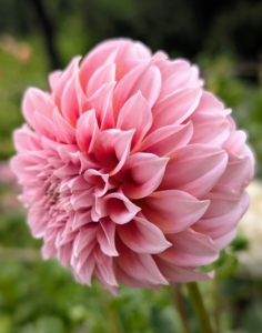 Dahlias can vary in height, leaf color, form, and shape. This is because dahlias are octoploids, meaning they have eight sets of homologous chromosomes, whereas most plants have only two.