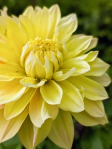 Dahlias were first recorded by Westerners in 1615, and were then called by their original Mexican name, acoctli. The first garden dahlias reached the United States in the early 1830s. Today, dahlias are grown all over the world.