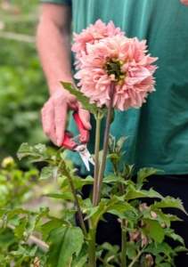Deadheading through the season prevents the plants from redirecting their energy into seed production, allowing them to focus on producing more flowers instead. Ryan clips below the flower head just at the junction with the neighboring stem.