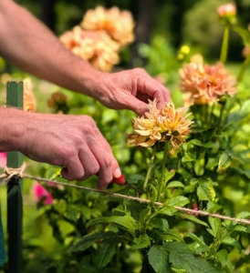 Deadheading also helps maintain the overall health of the plant, keeps the garden looking tidy and prevents the spread of pests and disease.