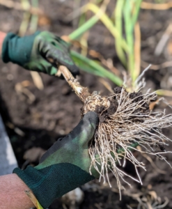 Each garlic is pulled out from the base of the leaves so that the head comes out completely.