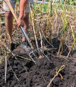 Yesterday was a beautiful day to harvest garlic. Matthew uses a pitch fork to gently loosen the soil in between the garlic stems.