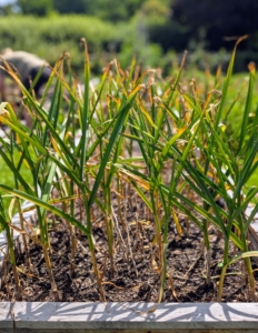 Once the top of the garlic plant begins to die back, it's ready to pick. My gardeners waited for a dry day to harvest – this allows the soil to dry out, helps to prevent rot, and makes it much easier to pull the stalks and bulbs from the ground. The main harvest time is usually late July through mid-August.