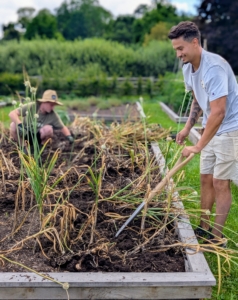 As Matthew continues to loosen the soil, Ryan picks the garlic - it's a very systematic process.