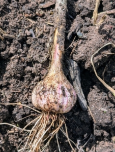 The whole garlic is called a ‘head’, a ‘bulb’, or a ‘knob.‘ Each small, individual segment of a garlic head is a clove. Garlic is both delicious and nutritious. It is known to lower cholesterol, decrease the risk of coronary artery disease, and is an excellent source of minerals and vitamins, such as vitamins B6 and C.