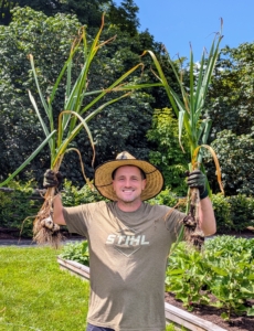 Ryan shows two bunches of freshly picked Elephant garlic. Elephant garlic is actually a leek that resembles garlic in growing and in appearance. It has a very mild flavor. It is most commonly found in grocery stores. Jumbo sized Elephant garlic will have about eight to 11 cloves depending on the size.